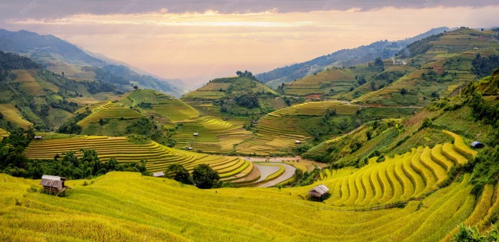 Sapa Vietnam rice terraces