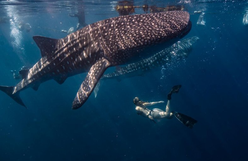 Cebu Oslob whale shark diving Philippines